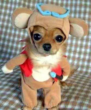 1_chiwawa-starwars.jpg