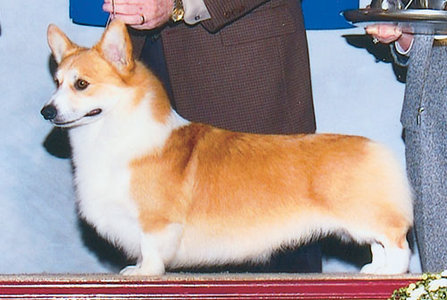 1_PEMBROKE CORGI.jpg