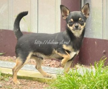 1_black_chihuahua_puppy_001.jpg