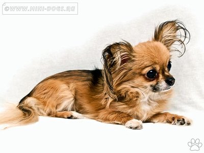 1_chihuahua-perfect-photo-model-2.jpg