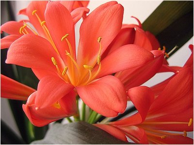 1_Clivia2.jpg