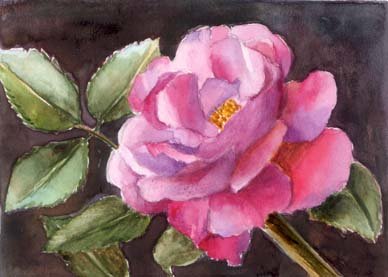 1_aceo-pink-rose.jpg