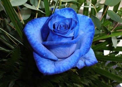 1_blue_rose_06.jpg