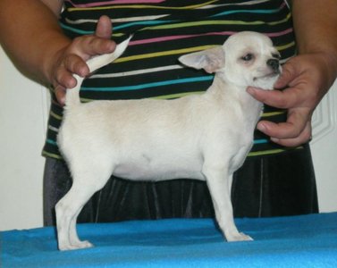 1_h.m.beauty chihuahua-25.08.jpg