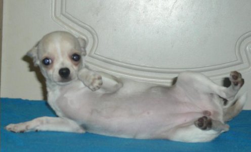 1_h.m.beauty chihuahua-25.08-19.jpg