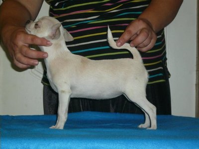 1_h.m.beauty chihuahua-25.08-420.jpg