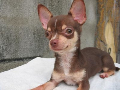 1_1281757821_78296301_3-CHOCOLATE-CHIHUAHUA-Animals-1281757821.jpg