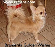 1_bramerita_golden_wishes.jpg