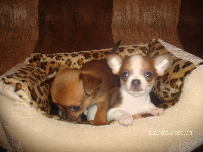 1_chihuahua_mini_29464320_2_F.jpg