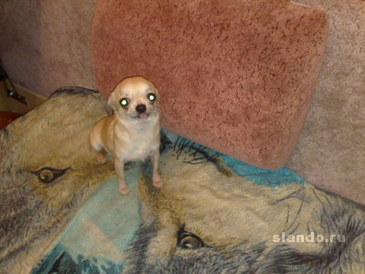 1_chihuahua-mini-vyazki_32633729_1_F.jpg