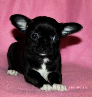 1_prodaetsya-malyshka-chihuahua_60200491_1_F.jpg