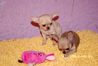 1_chihuahua_34498916_1_F.jpg