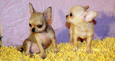 1_chihuahua_34498916_2_F.jpg