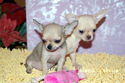 1_chihuahua_34498916_3_F.jpg