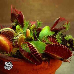 1_Dionaea[1].jpg