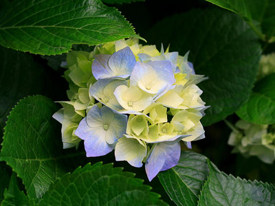 1_Hydrangeas.jpg