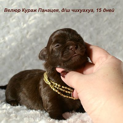 ДевЧишка №1 ВК Панацея