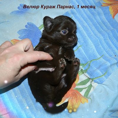 Велюр Кураж Парнас, 1 месяц