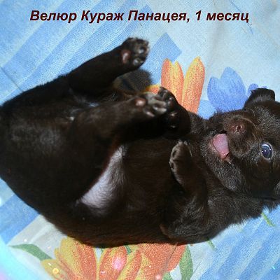 Велюр Кураж Панацея, 1 месяц