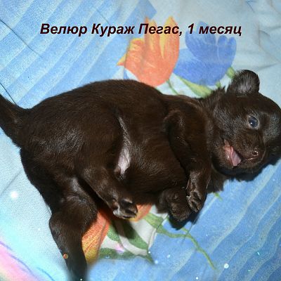 Велюр Кураж Пегас, 1 месяц