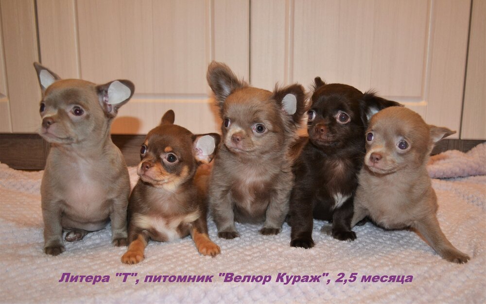 Чихуахуа 2,5 мес 6.JPG